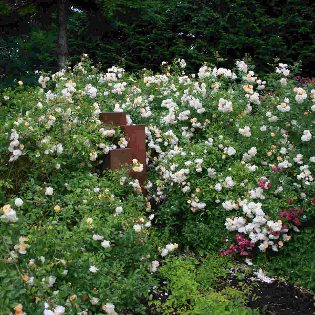 Rose moschata 'Ghislaine de Féligonde'