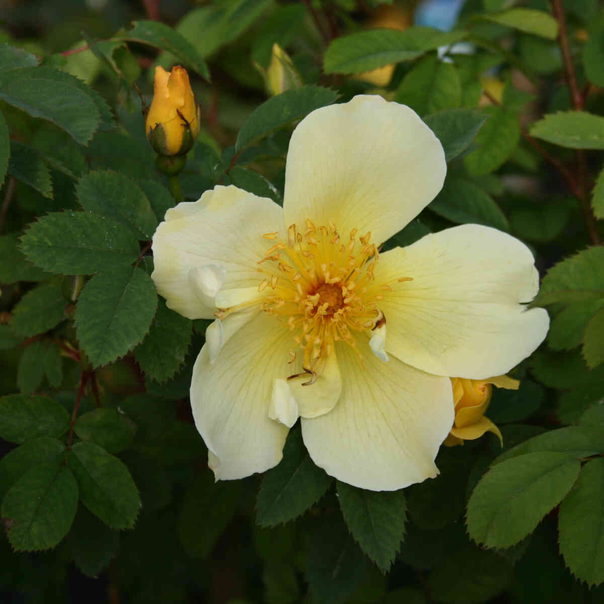 Rosa pimpinellifolia 'Aïcha'