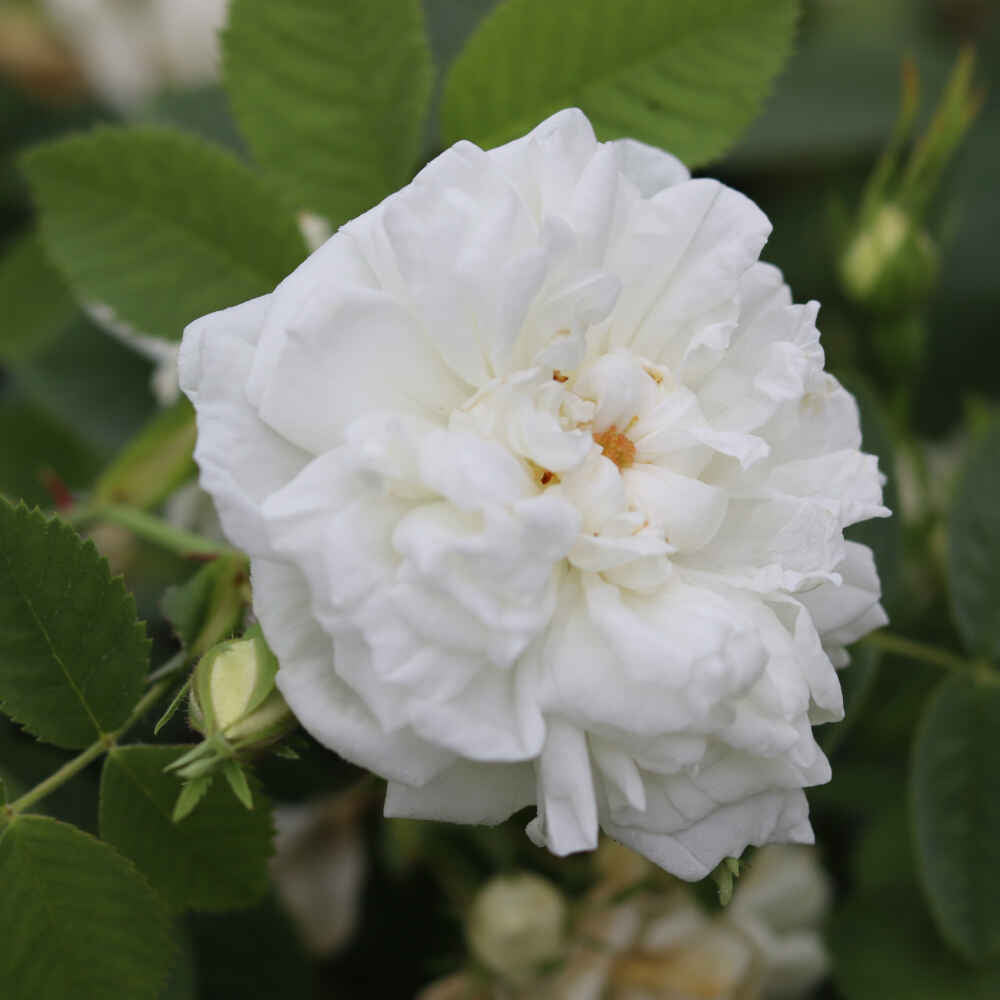 Rose alba 'Blanche de Belgique'