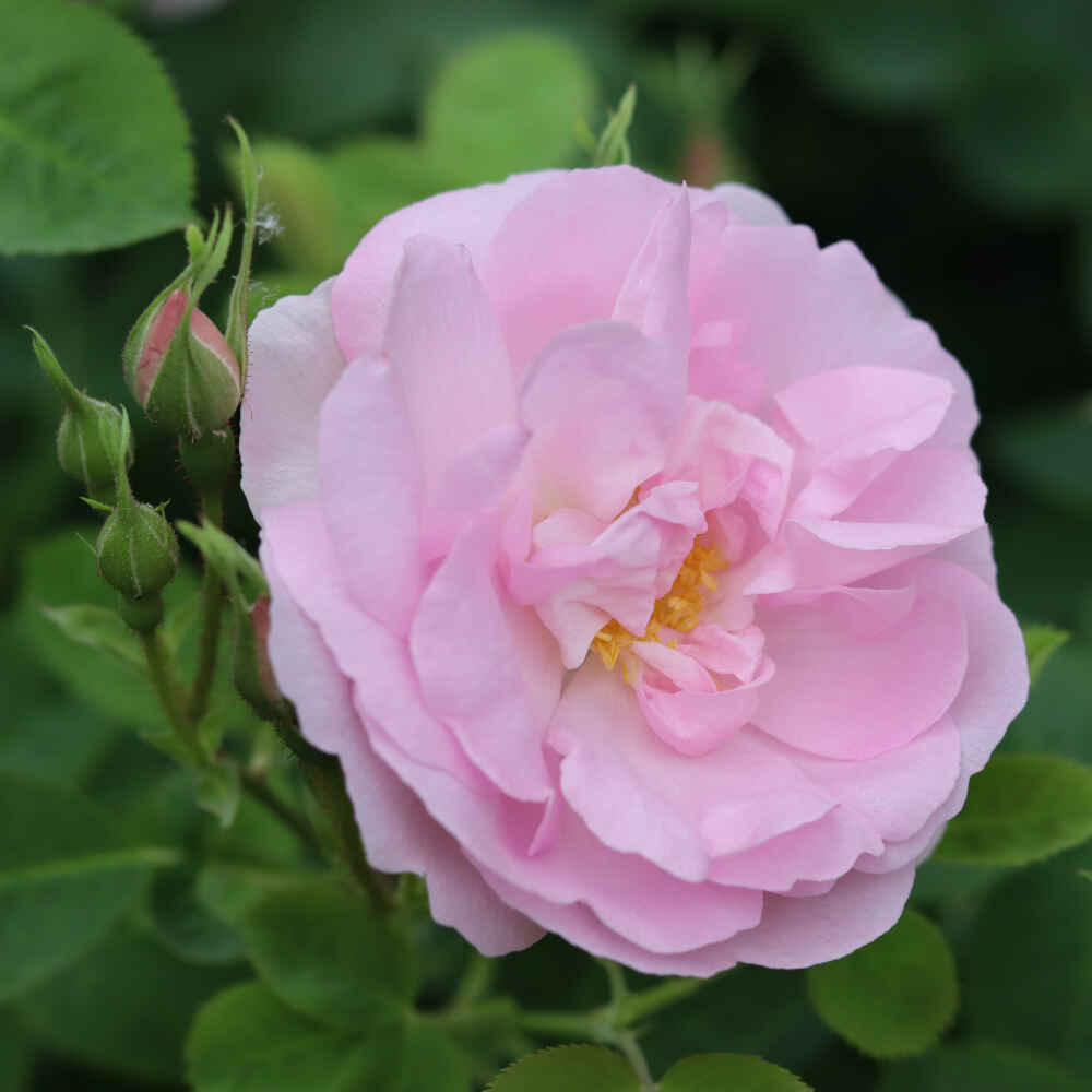 Rose alba 'Celestial'