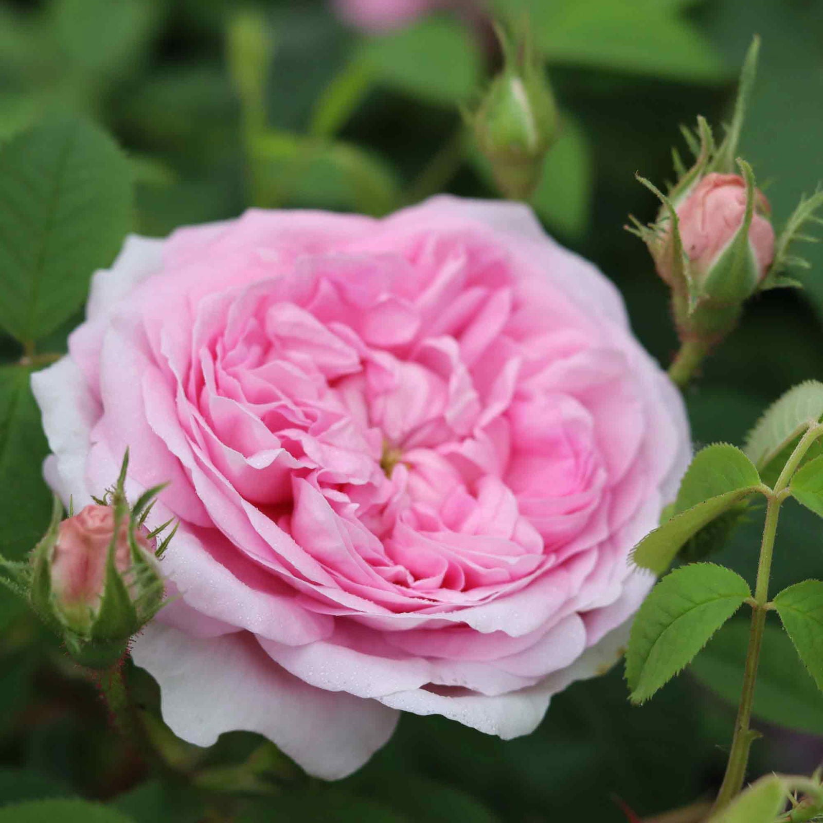 Rose alba 'Queen of Denmark'