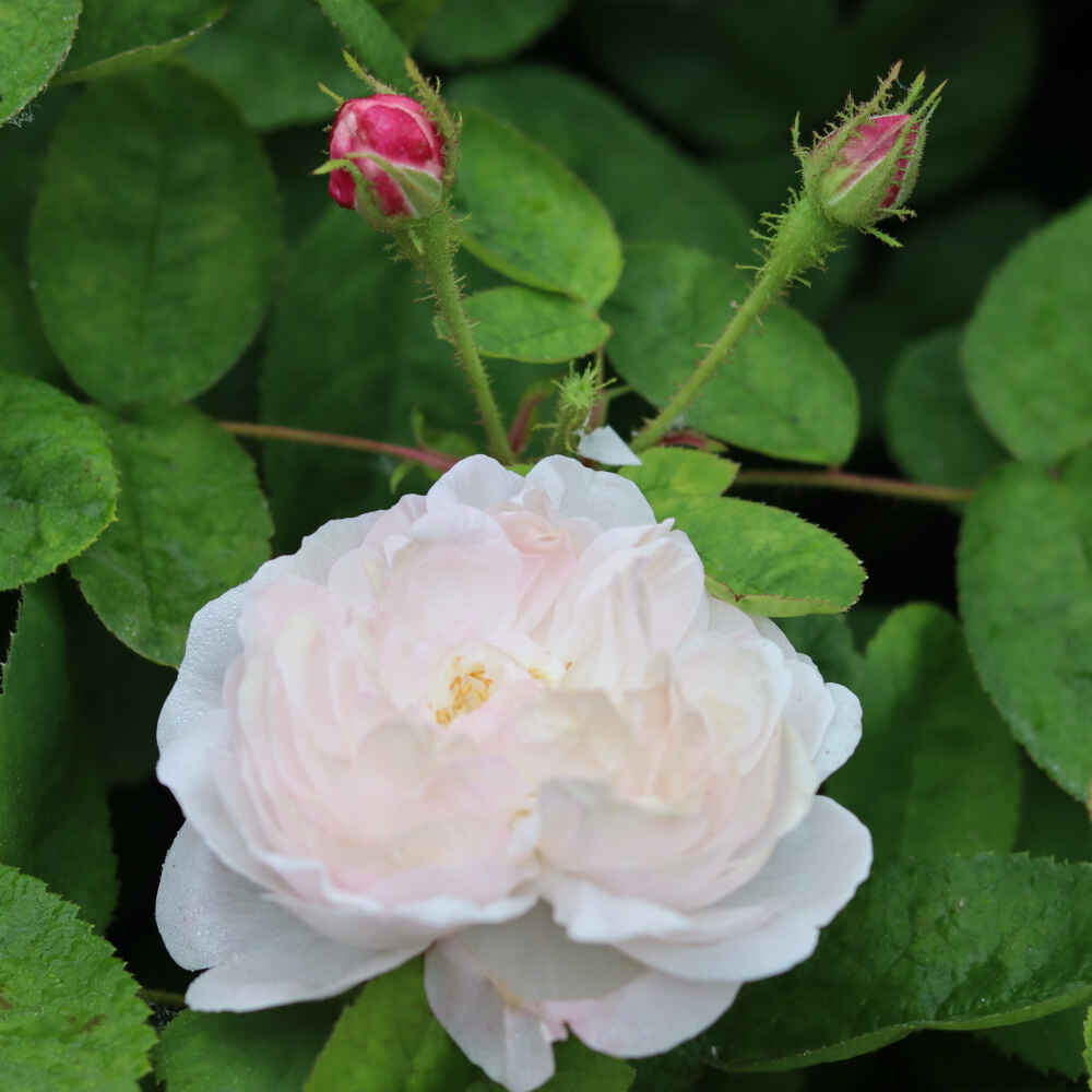 Rose 'Alfred de Dalmas'