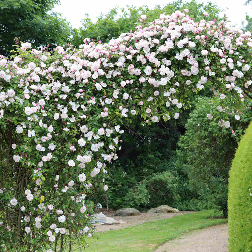 Rose arvensis 'Splendens'