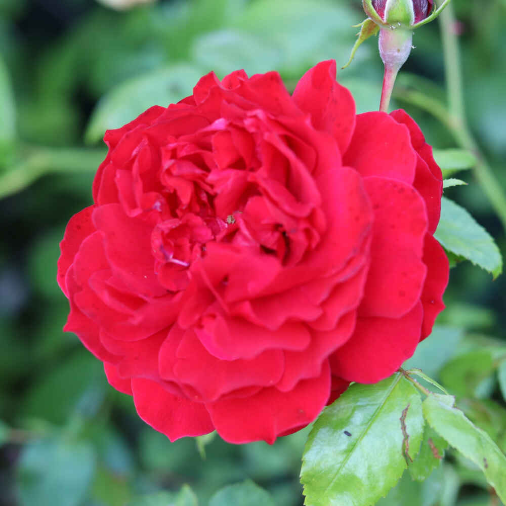 Climbing rose 'Belkanto'