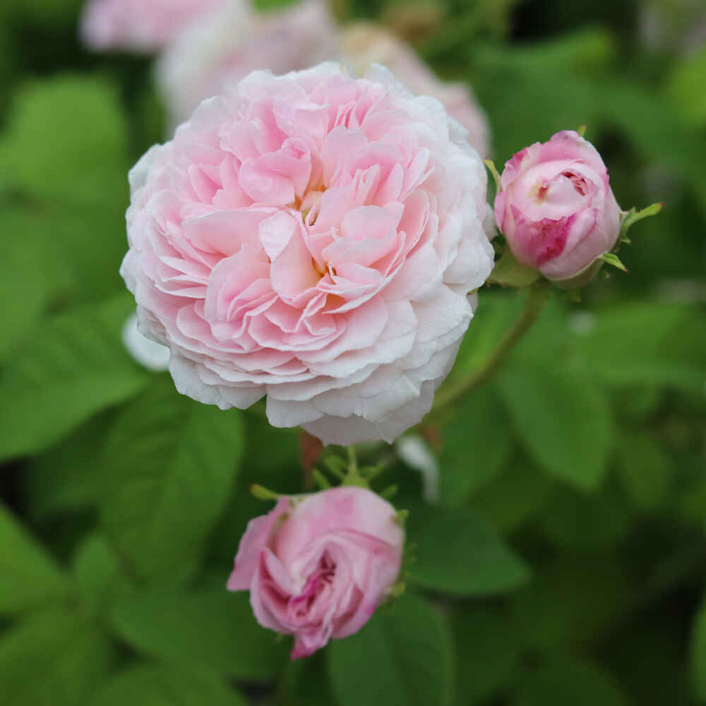 Rosa gallica 'Belle Isis'