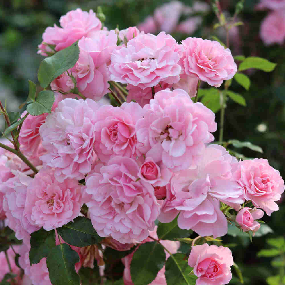 Rose 'Bonica'