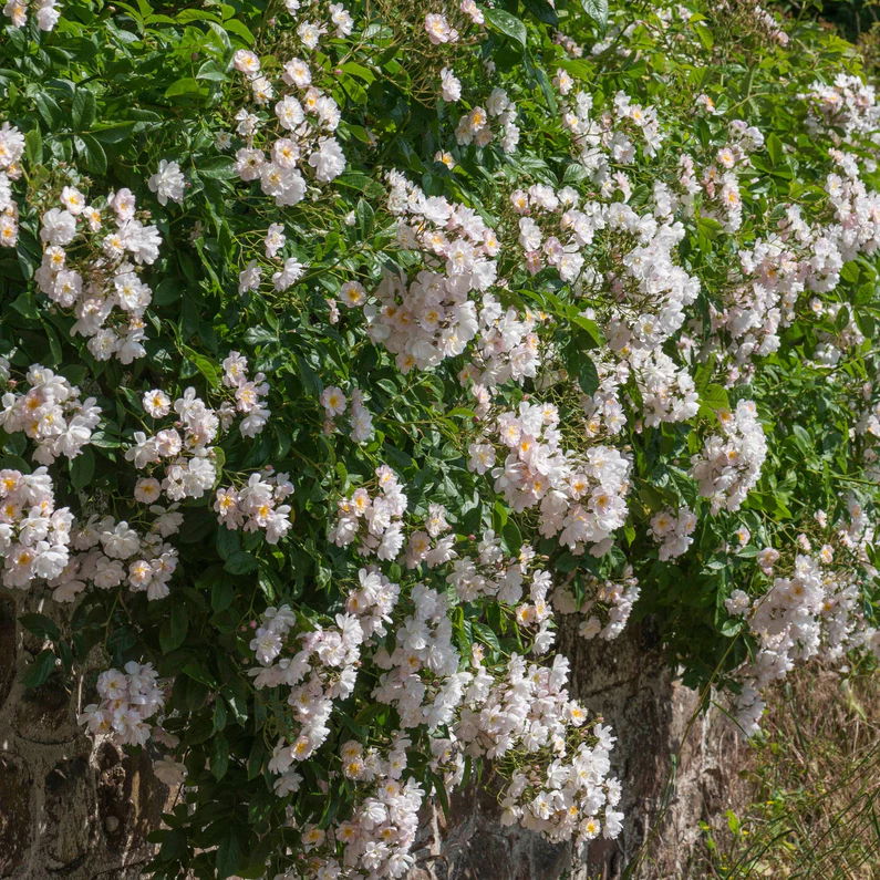 Rosa Wollerton Old Hall (Ausblanket)