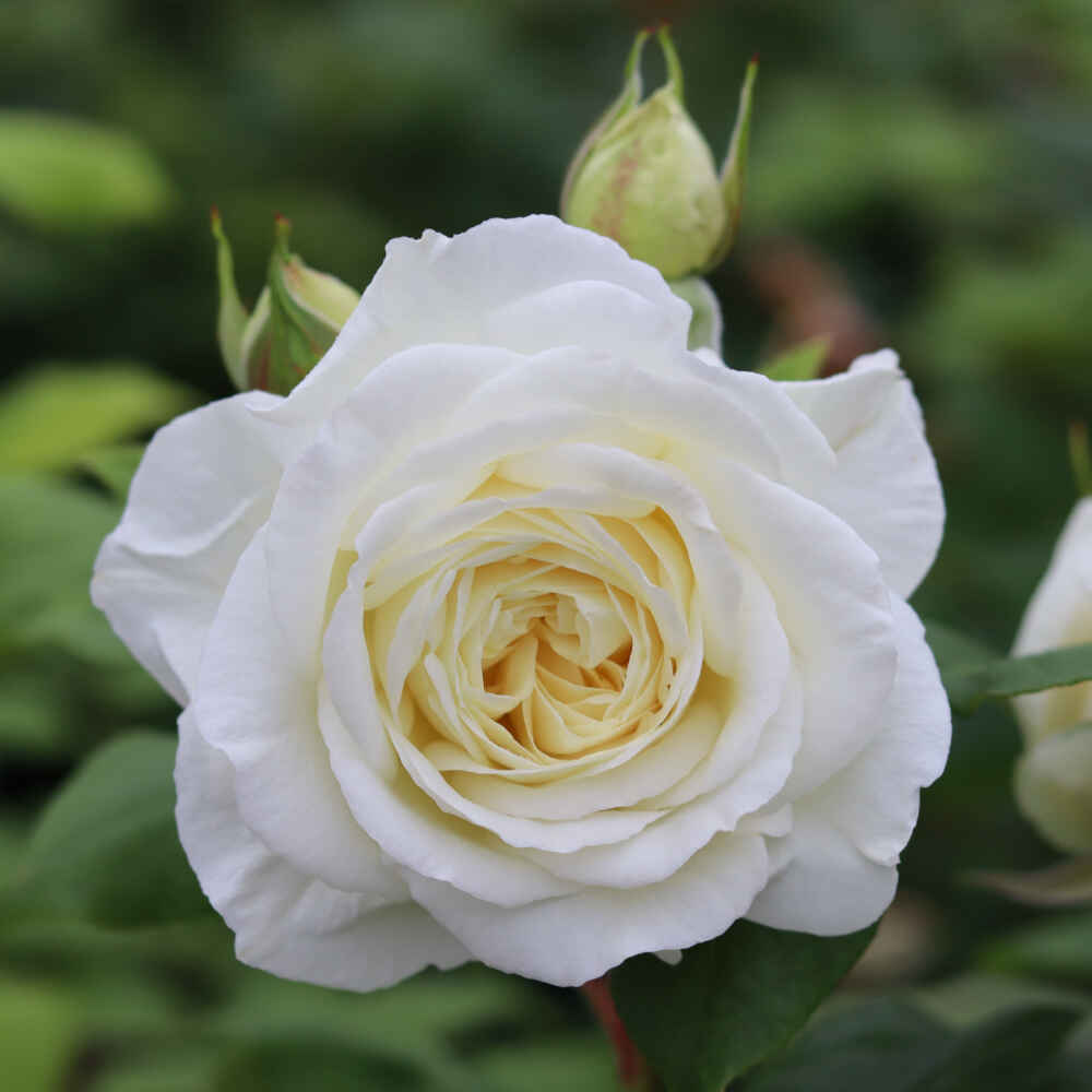 Rose 'Claus Dalby'