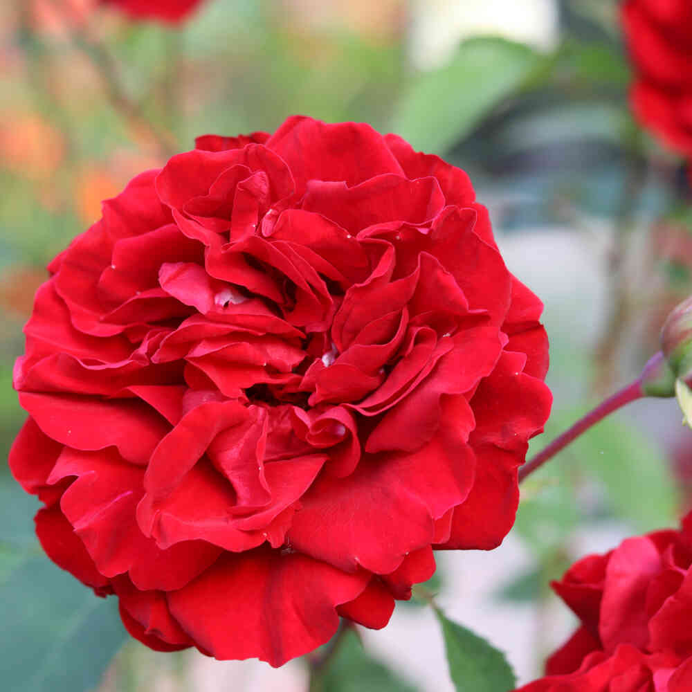 Climbing rose 'Crazy in love Red'