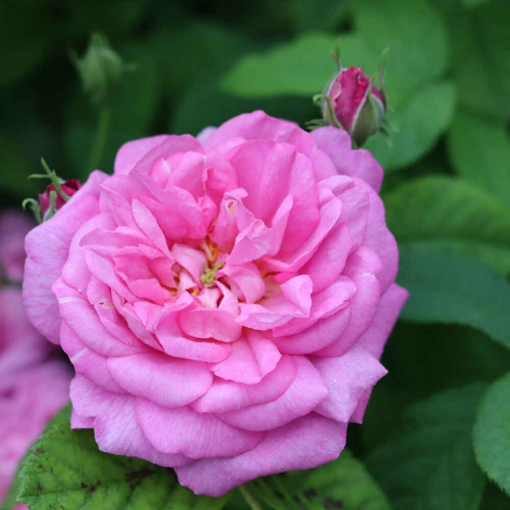 Rose damascena 'Ispahan'