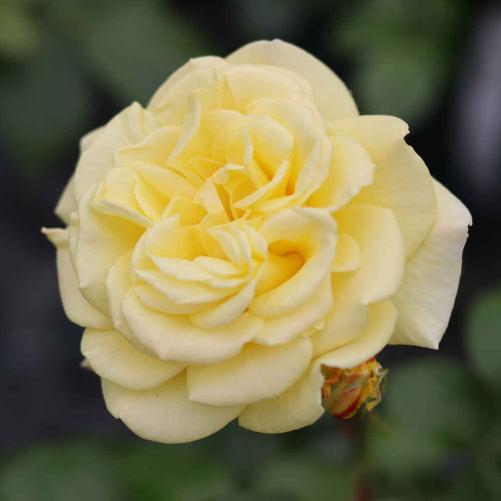 Rose 'Debüt'