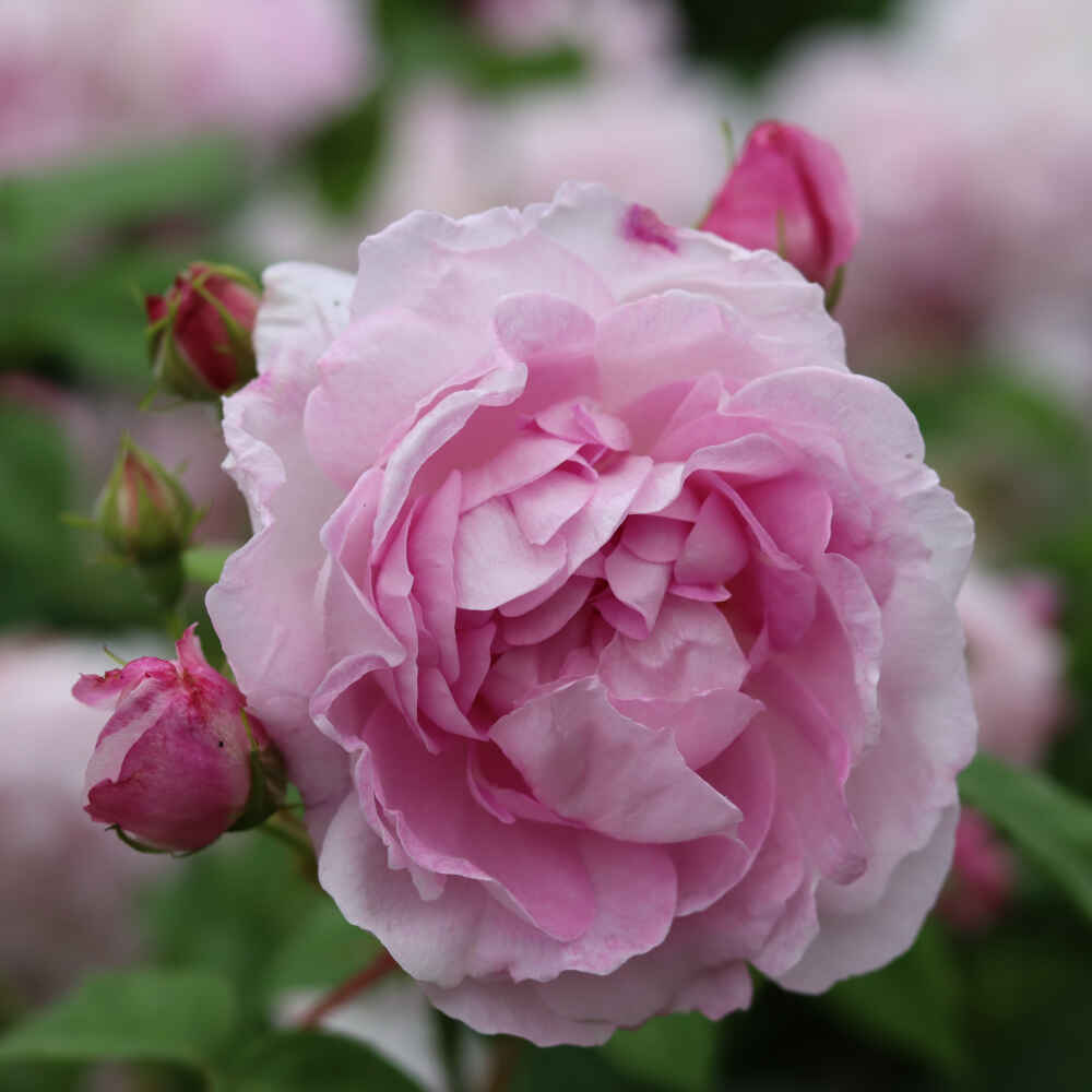 Rosa 'Duchesse d'Angoulême'