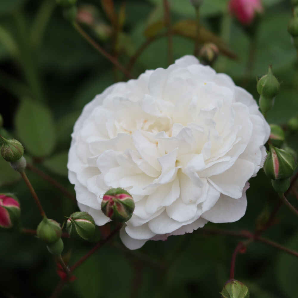 Hanging rose - Rosa 'Félicité et Perpétue'