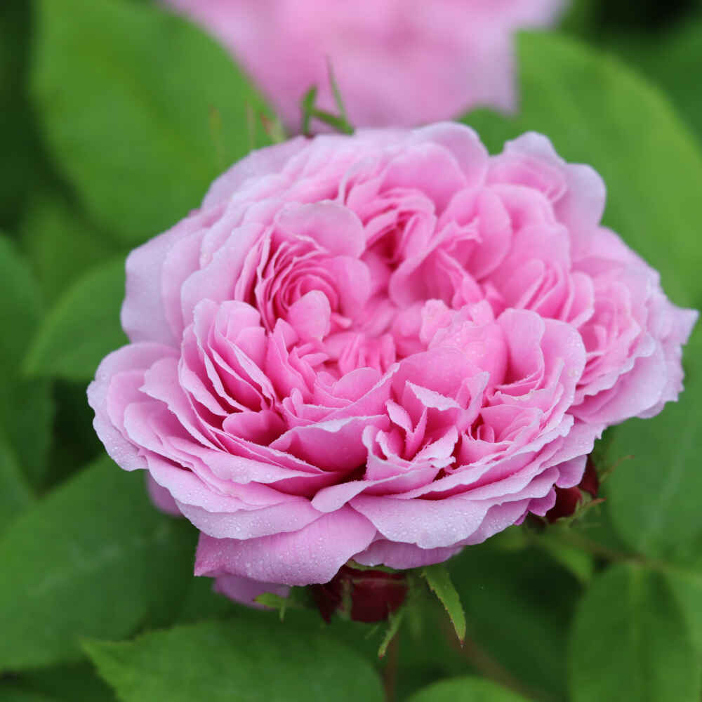 Historisk rose 'Jacques Cartier'