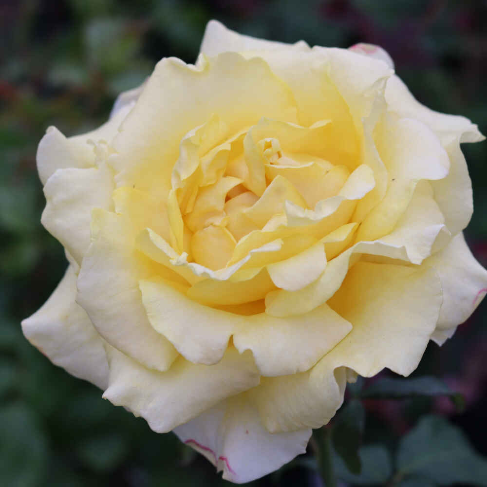 Rose 'Kaj Munk'