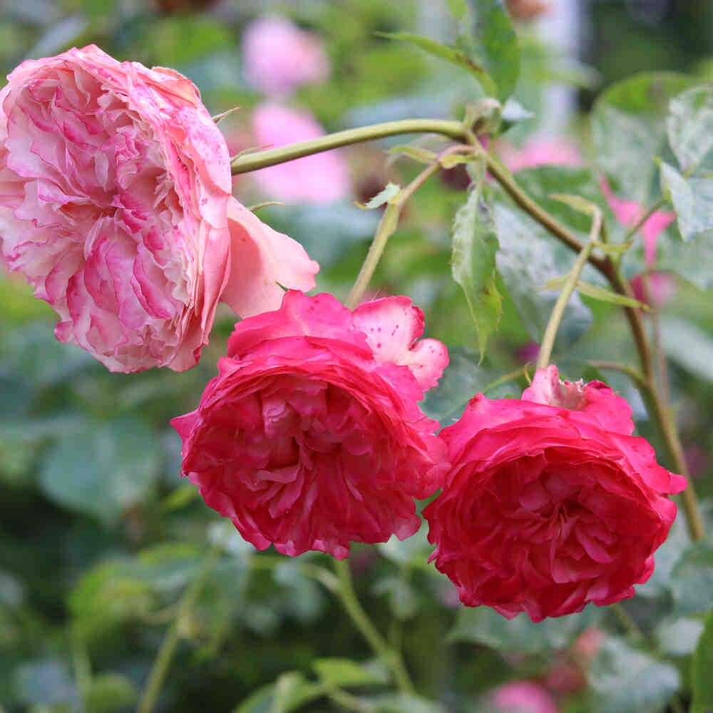 Rosa "Rosa älskar mig med hjärta och själ"