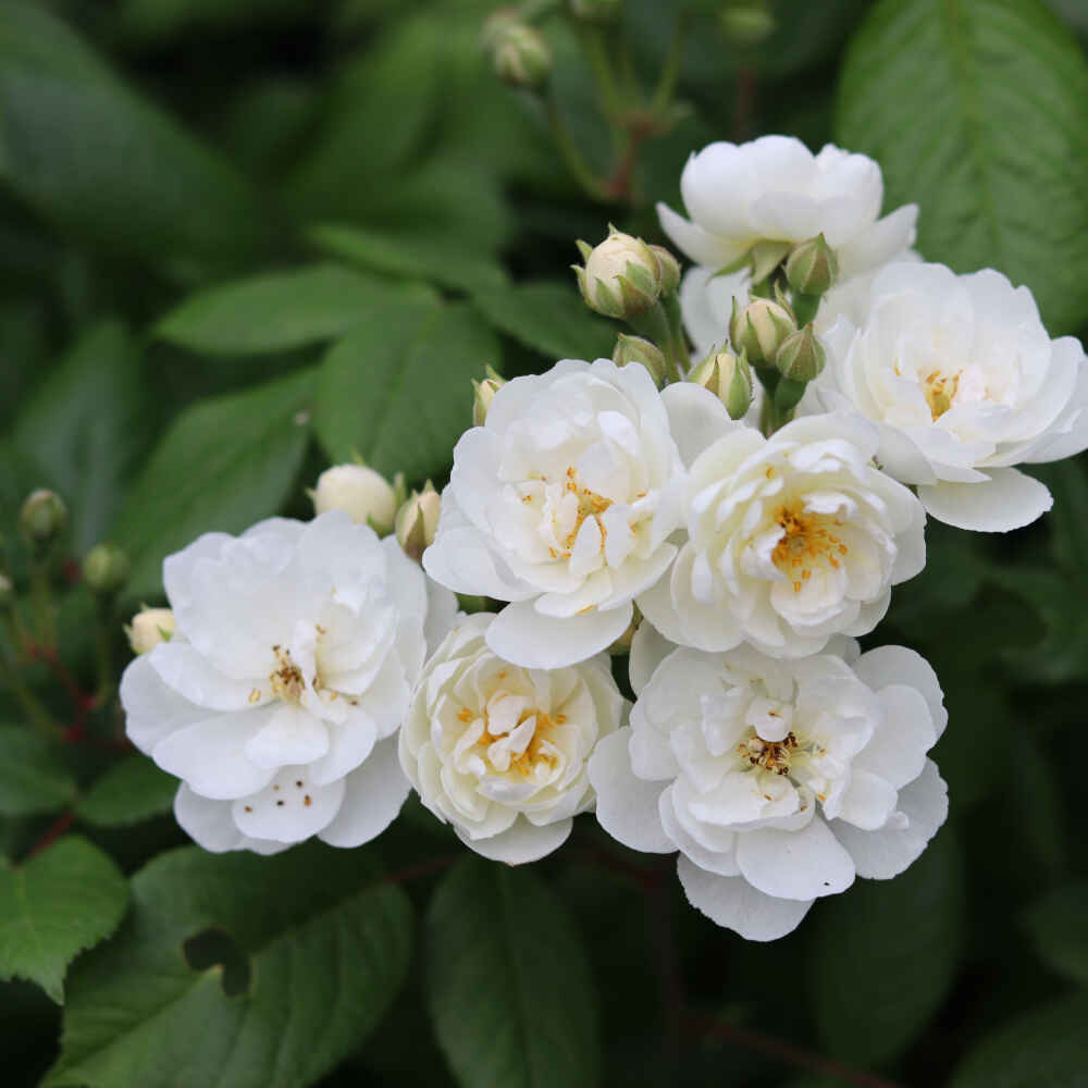 Rose moschata 'Waterloo'