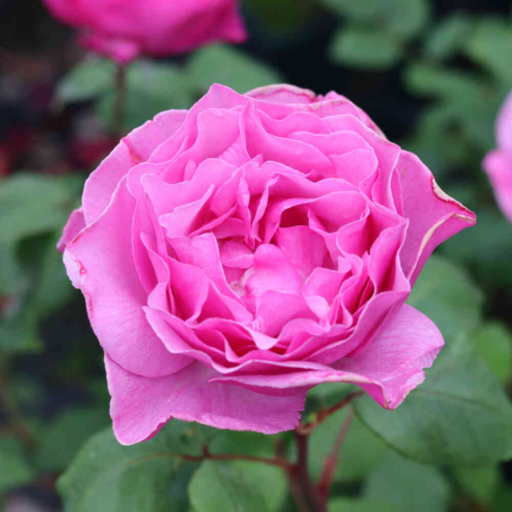 Rose 'Mr. Darcy'