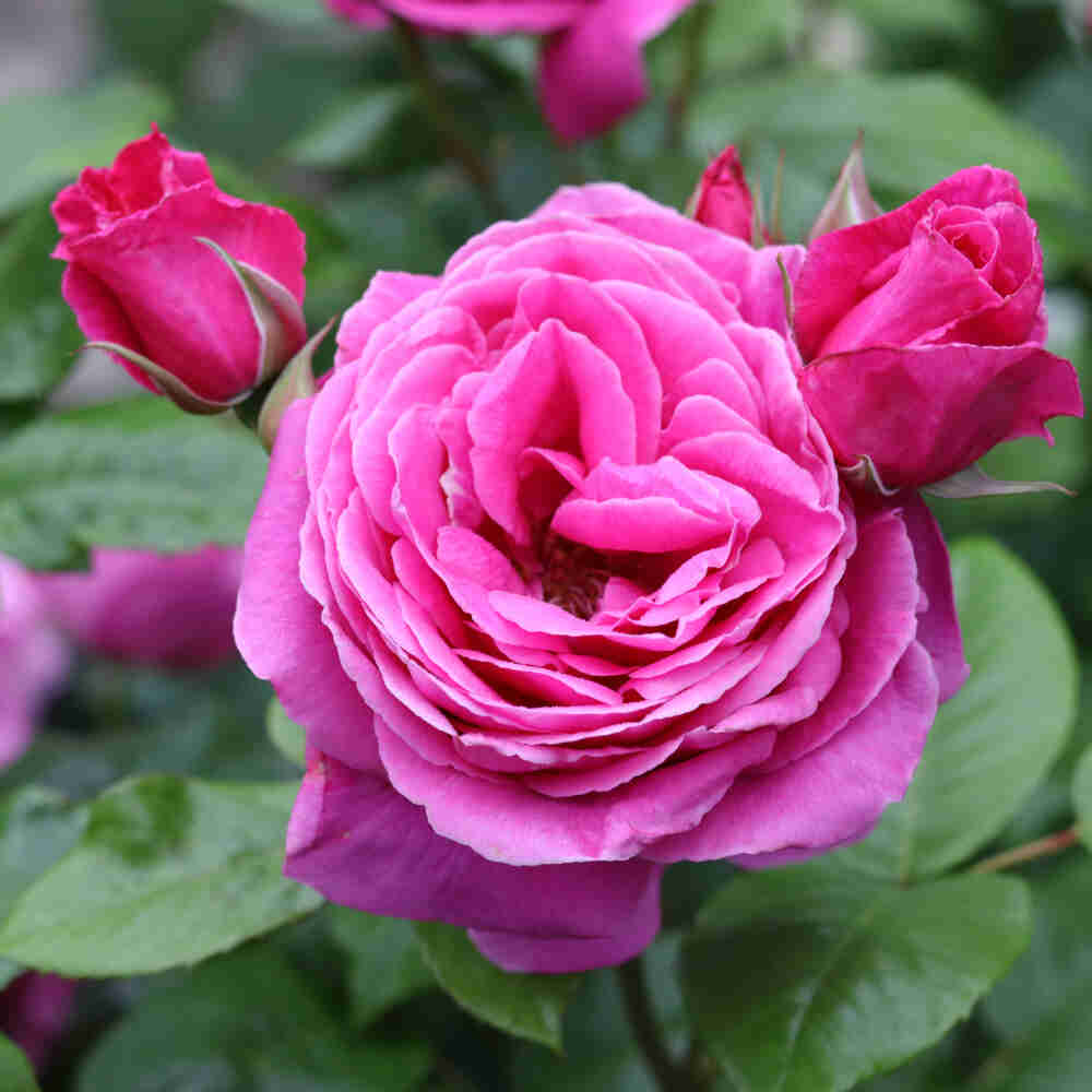 Rose 'Naomi Renaissance'