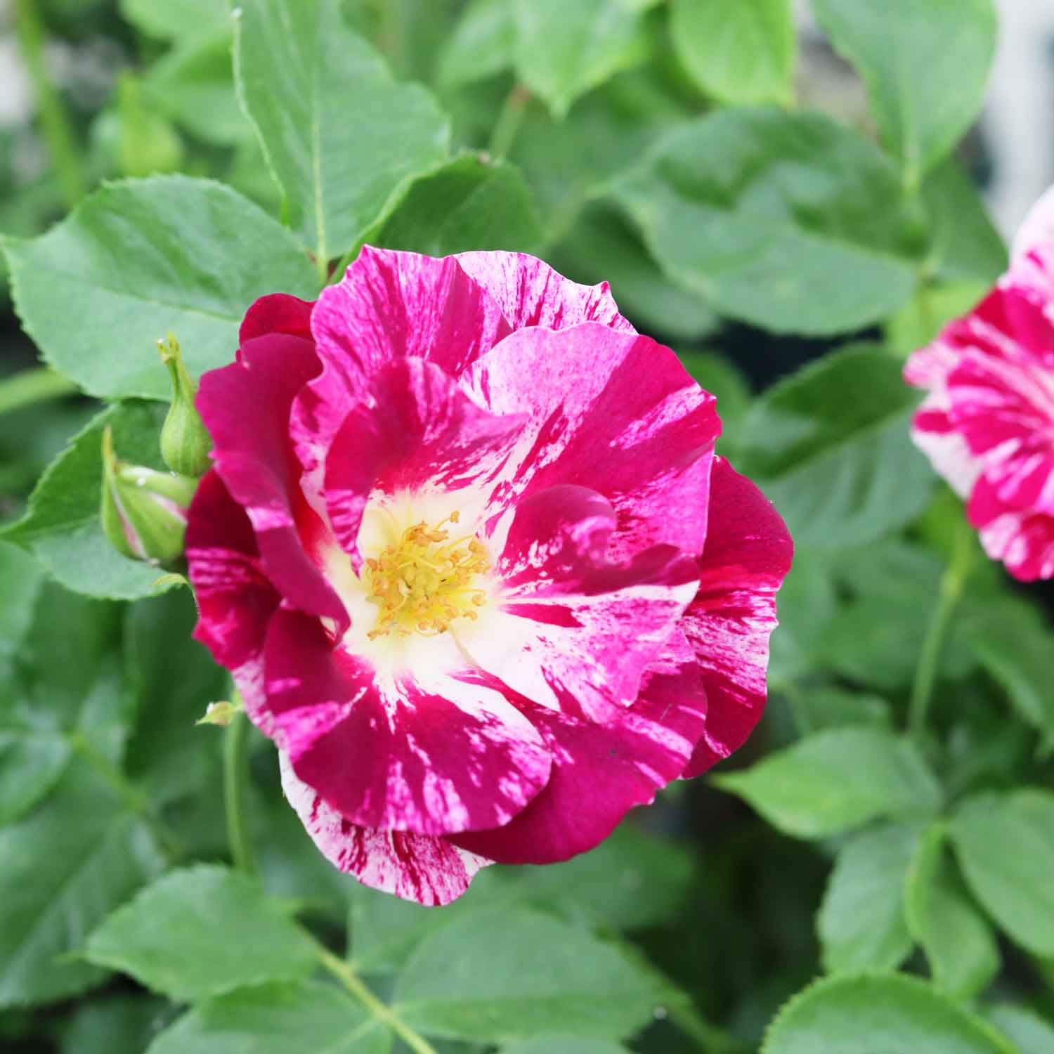 Hanging Rose 'Oh Wow' (Purple Splash)