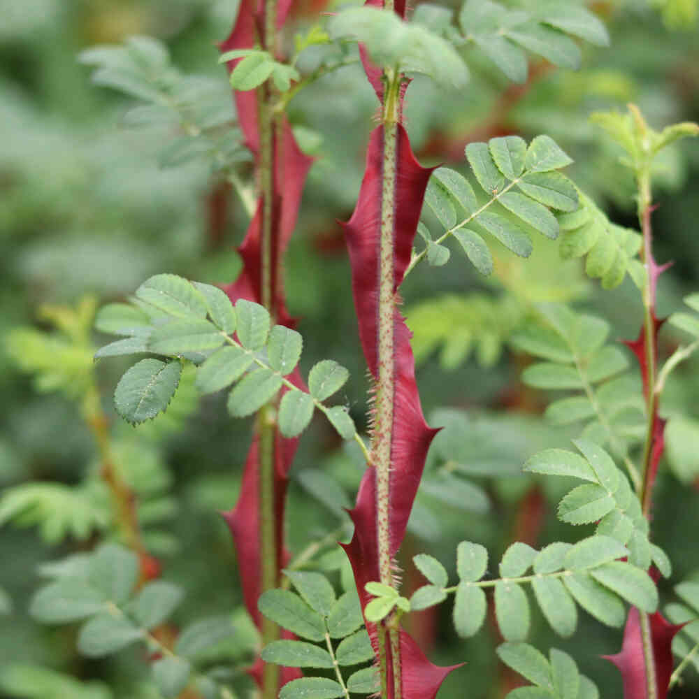 Taggtrådsrosa - Rosa omeiensis 'Pterancantha'