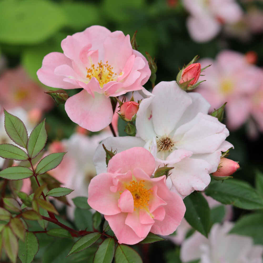 Climbing rose 'Open Arms'