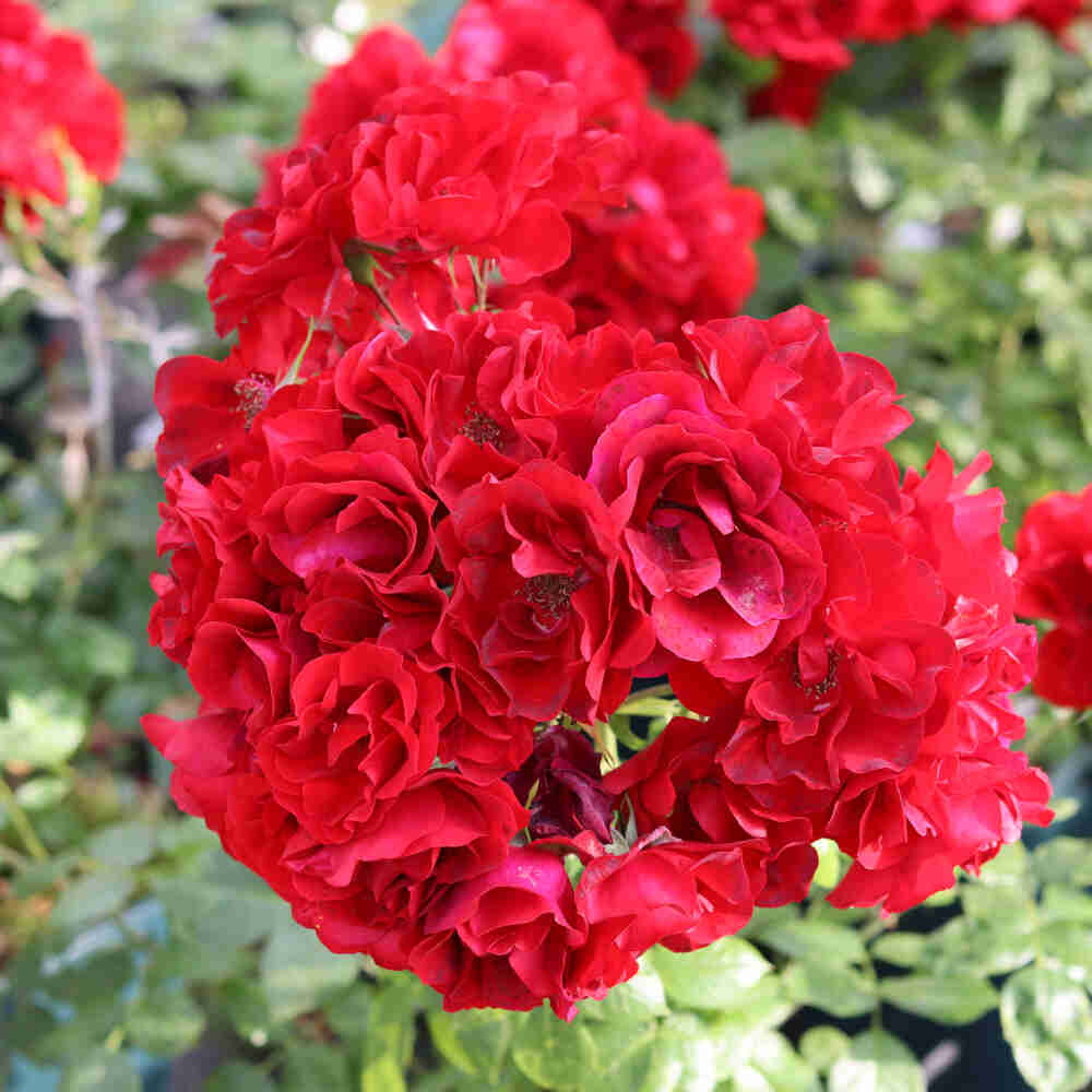 Rosa 'Paprika'