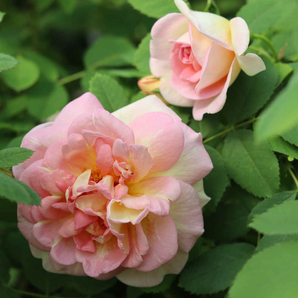 Klitrose pimpinellifolia 'Frühlingsmorgen'