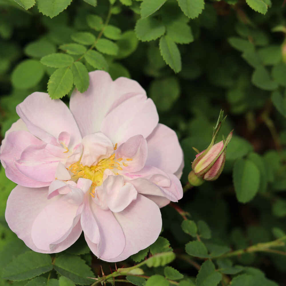 Rosa pimpinellifolia 'Mon Amie Claire'