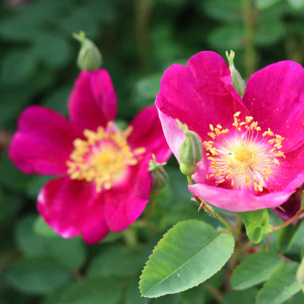 Klitrose pimpinellifolia 'Single Cherry'