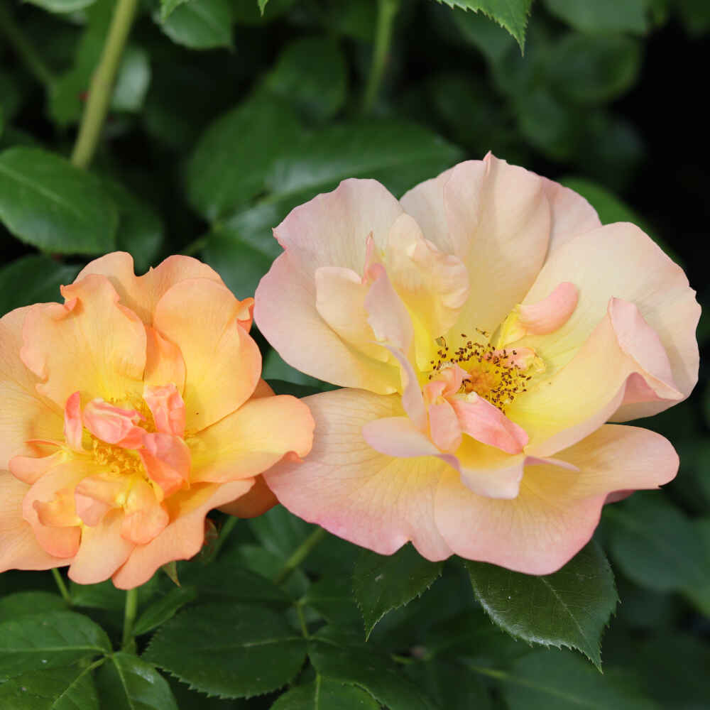 Rose 'Prins Henrik'