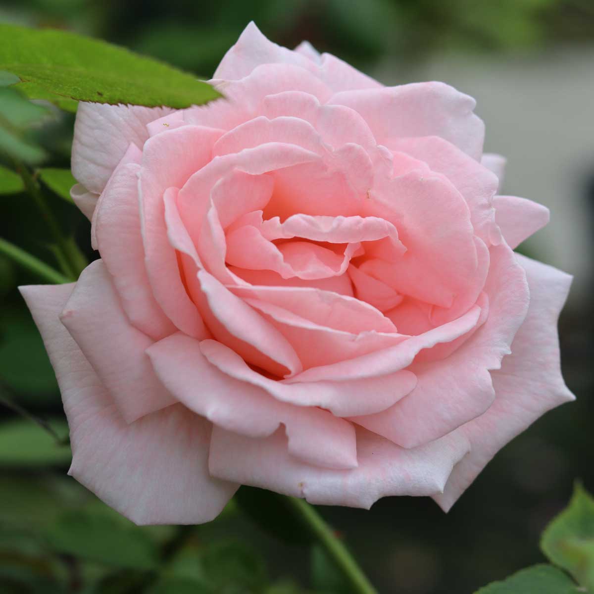 Rose 'Raquel Renaissance'