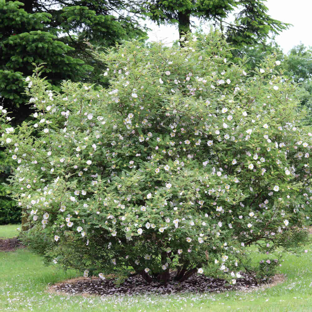 Hedgehog rose - Chestnut rose - Rosa roxburghii