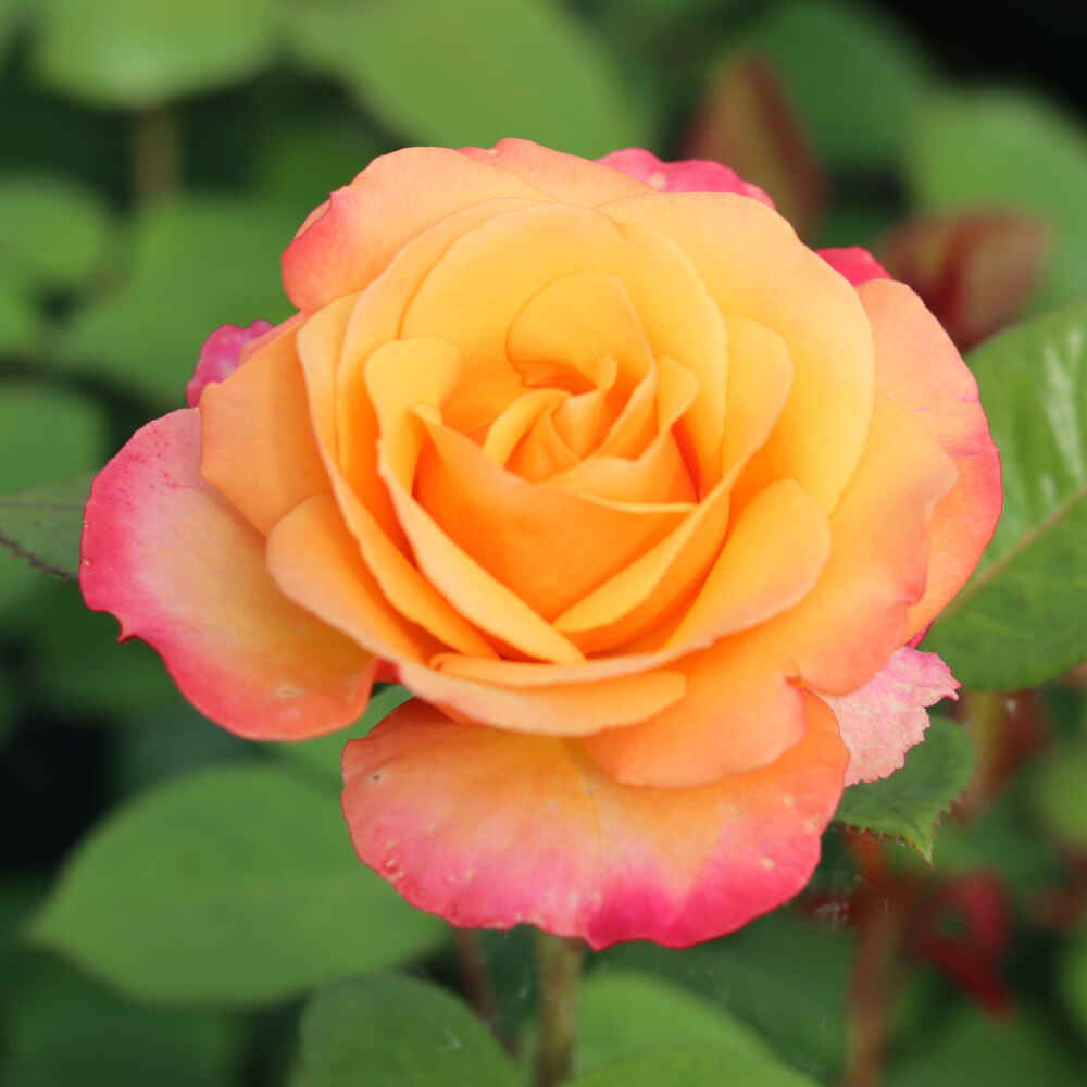 Rose 'Saloon'