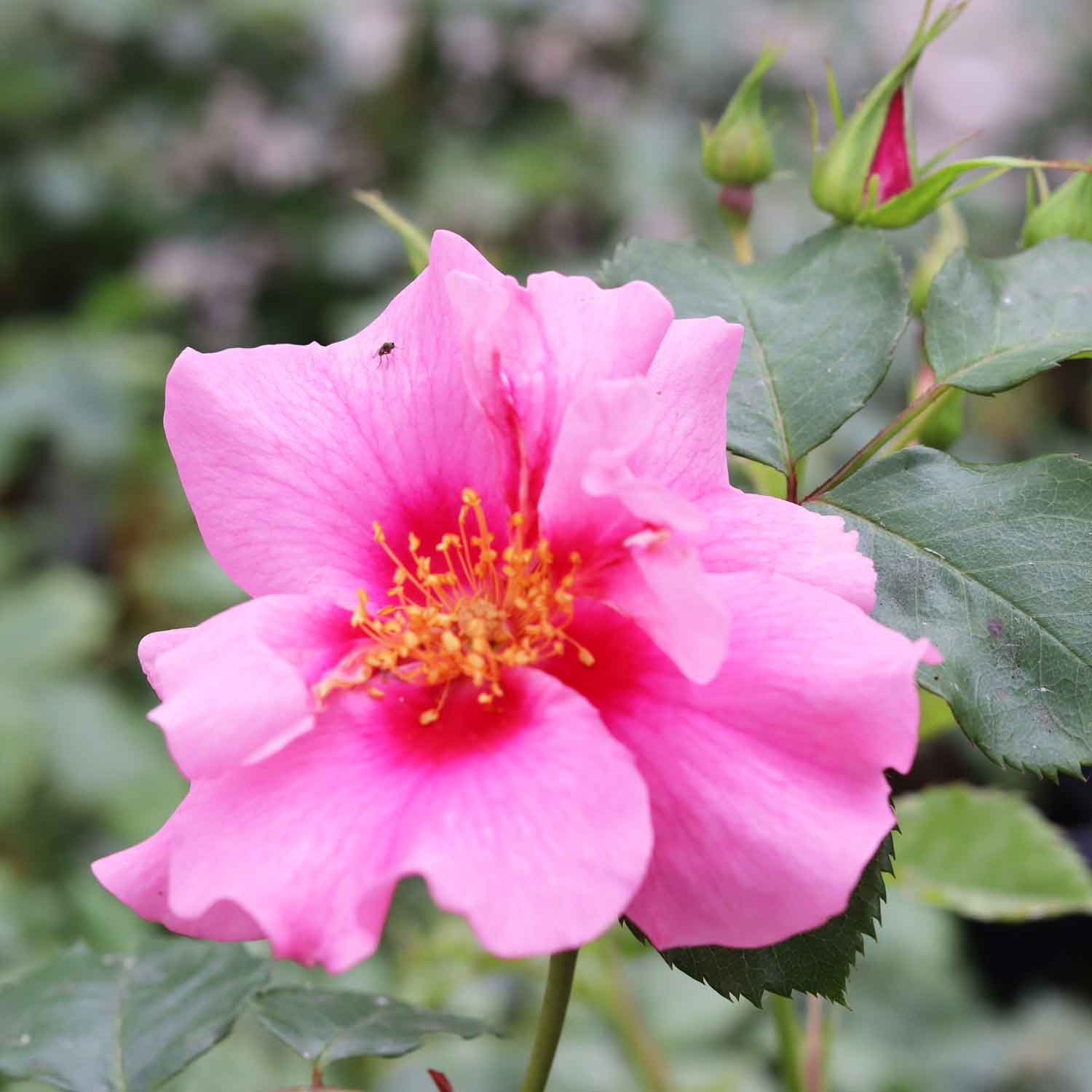 Rosa 'See you in Pink'