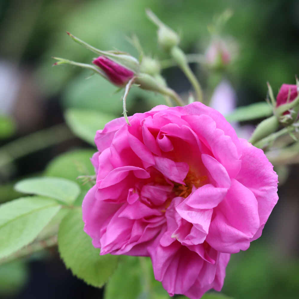 Rosa 'Trigintipetala'