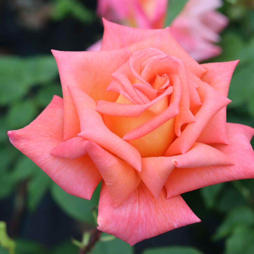 Rose "Victor Borge"