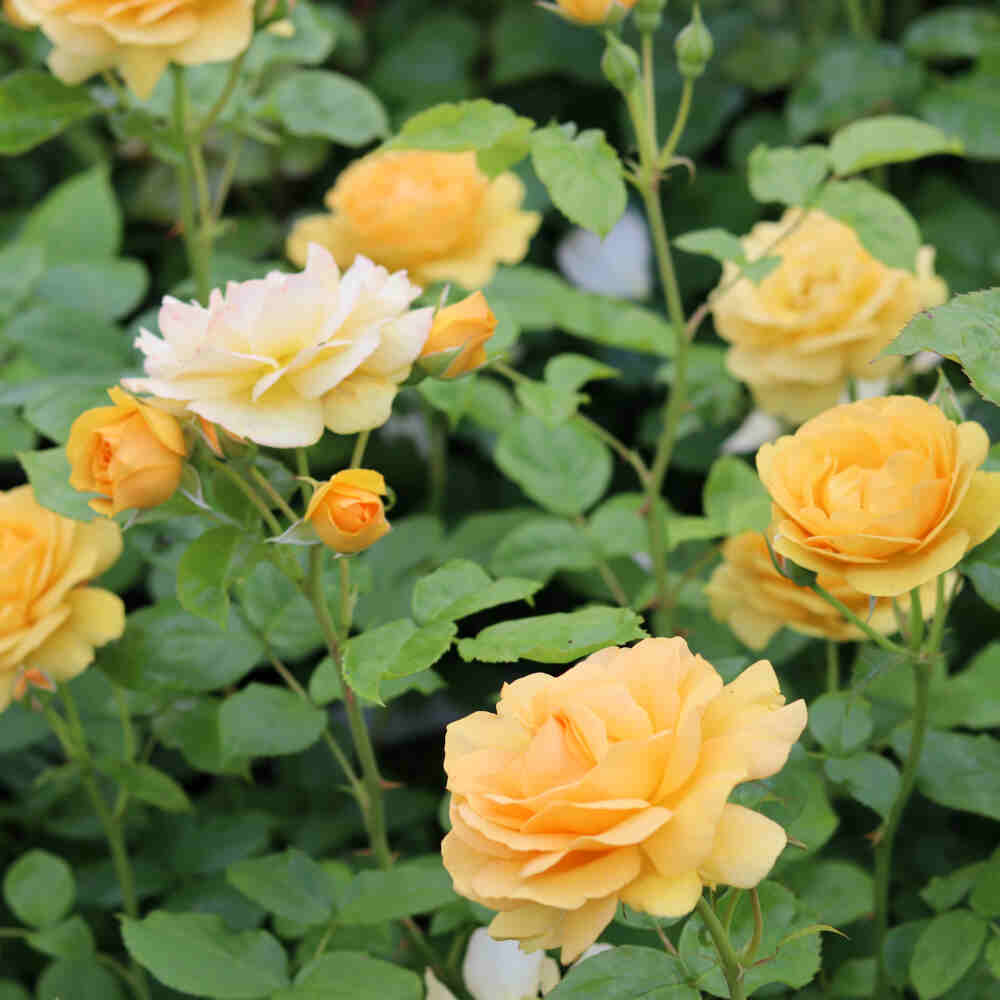 Rosa Absolutely fabolus 60cm stem