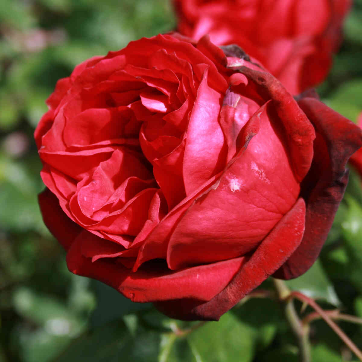 Rose 'Admiral'