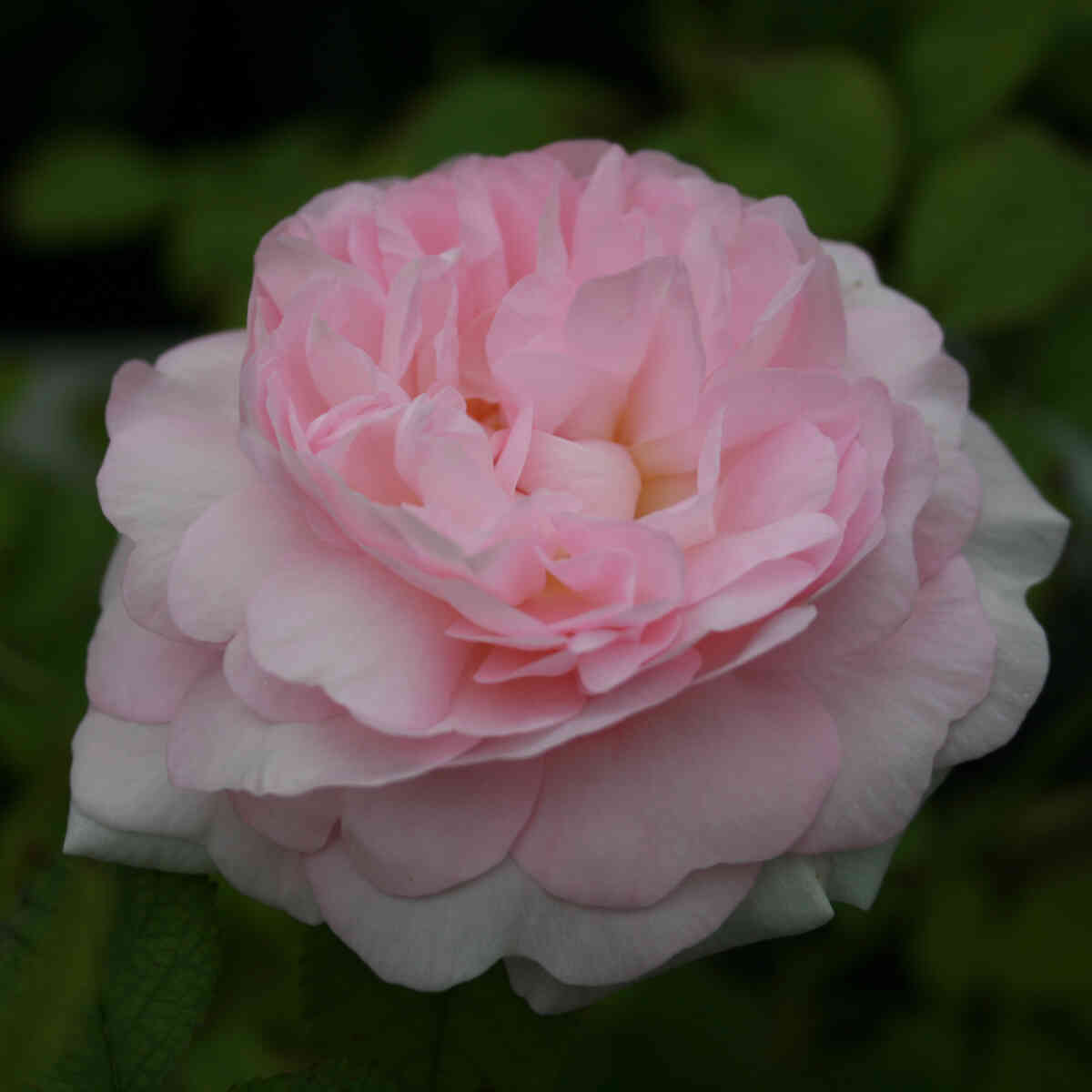 Rose alba 'Chloris'