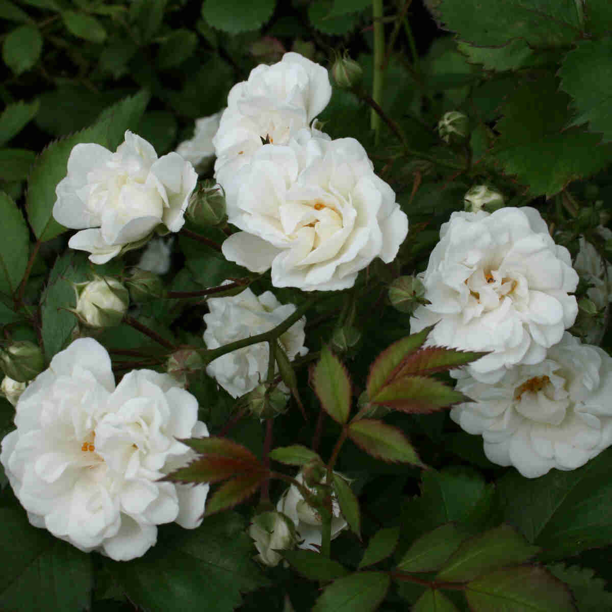 Rose 'Alba Meidiland'