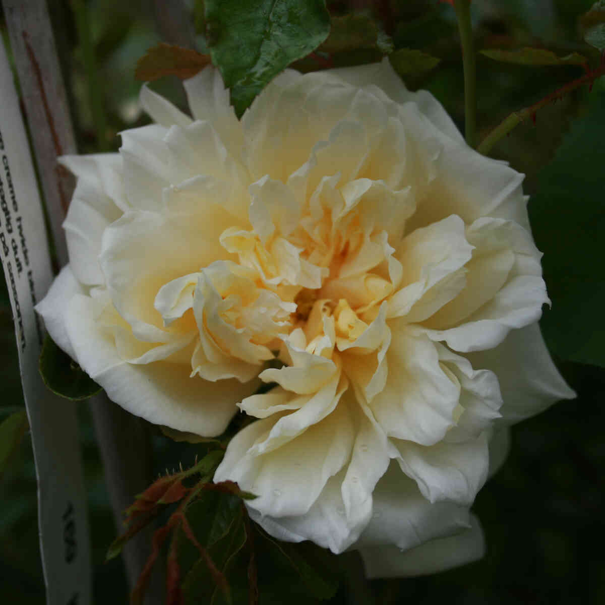 Climbing rose 'Albéric Barbier'