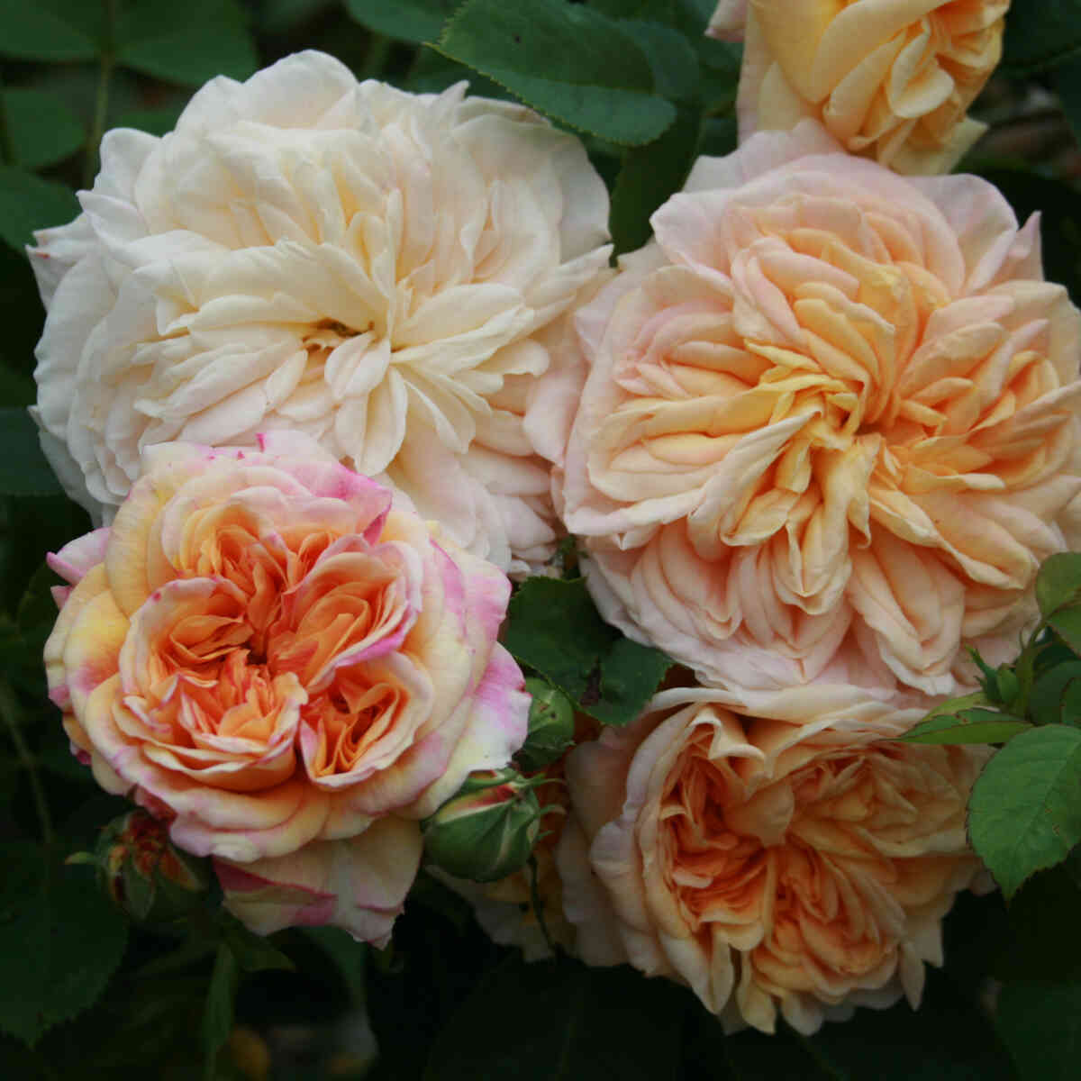 Climbing rose 'Alchymist'