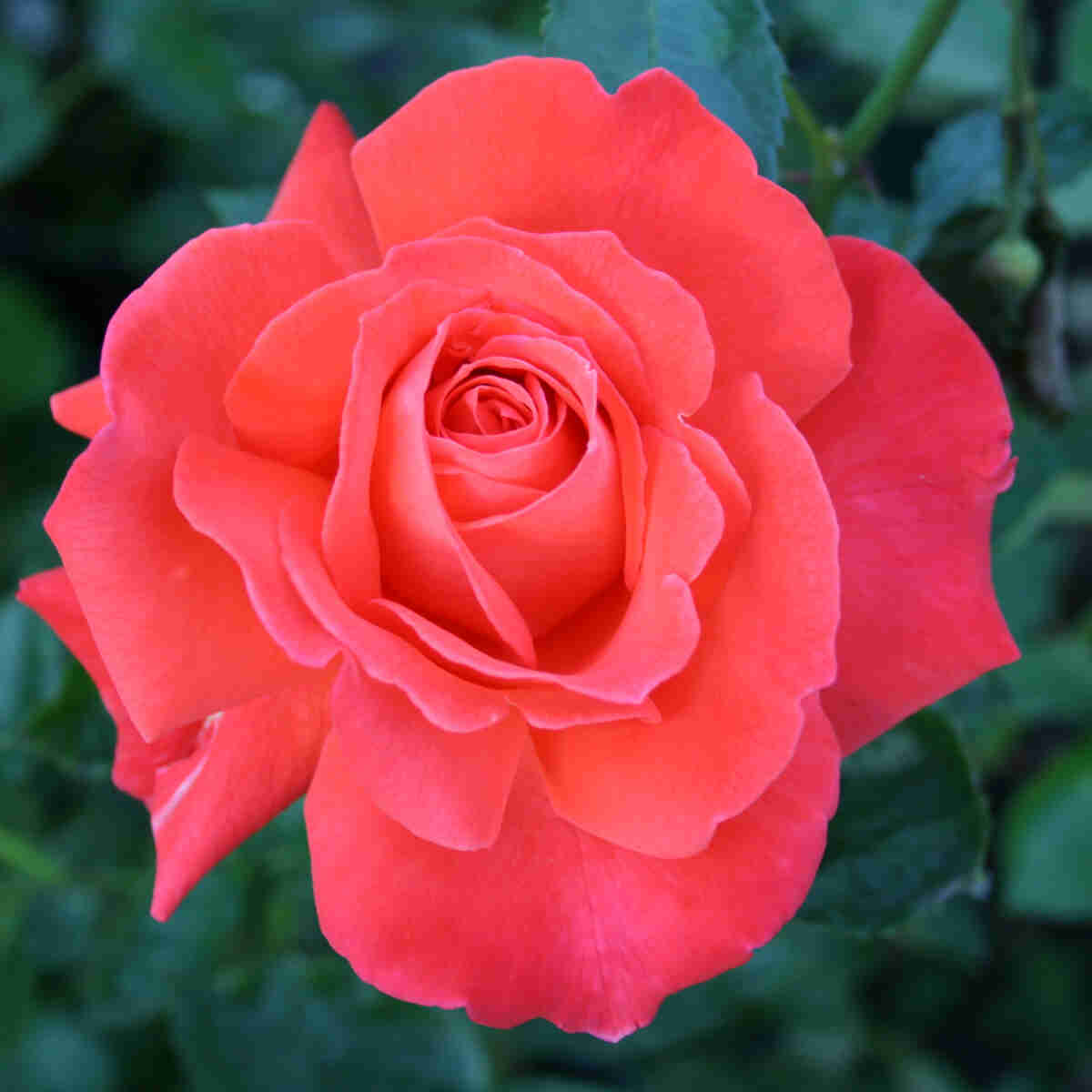 Rose 'Alexander'