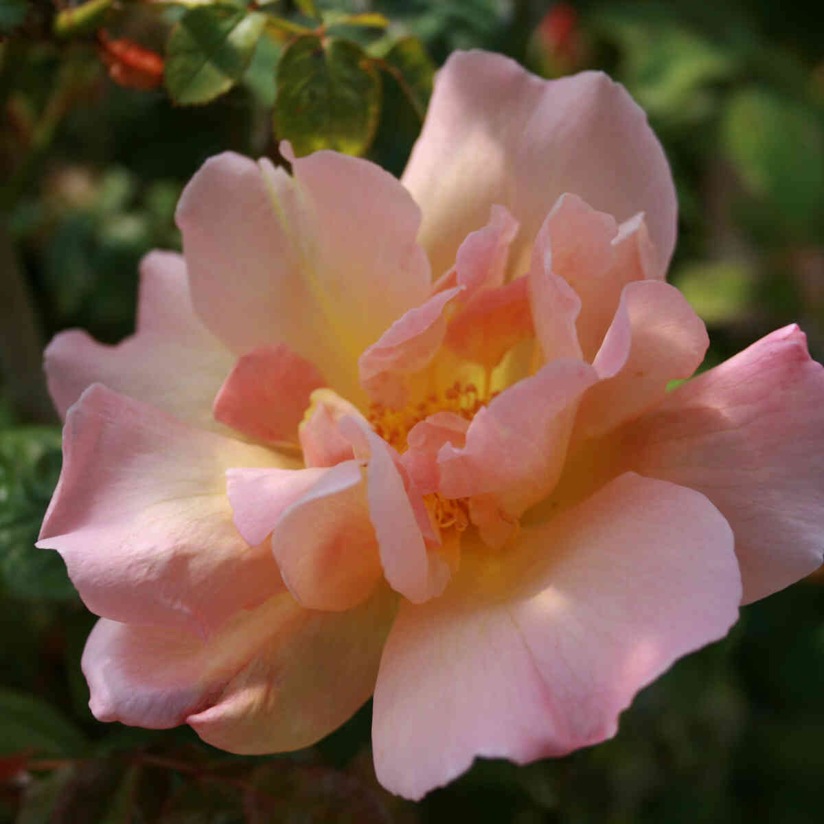 Climbing rose 'Alexandra Alicia'