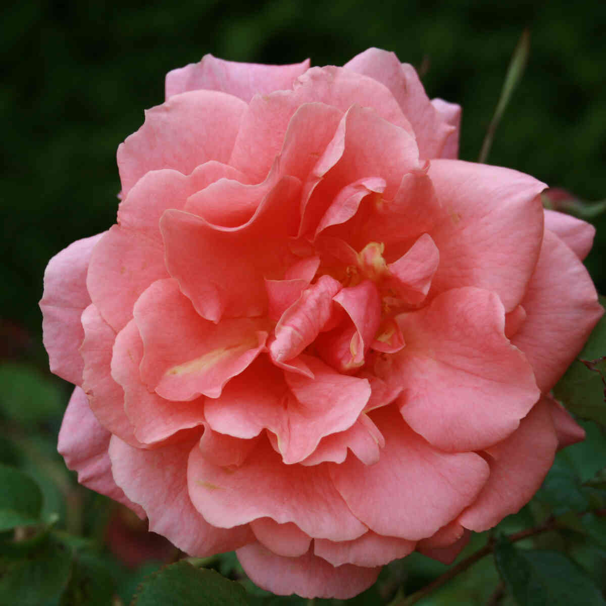 Climbing rose 'Ali Baba'