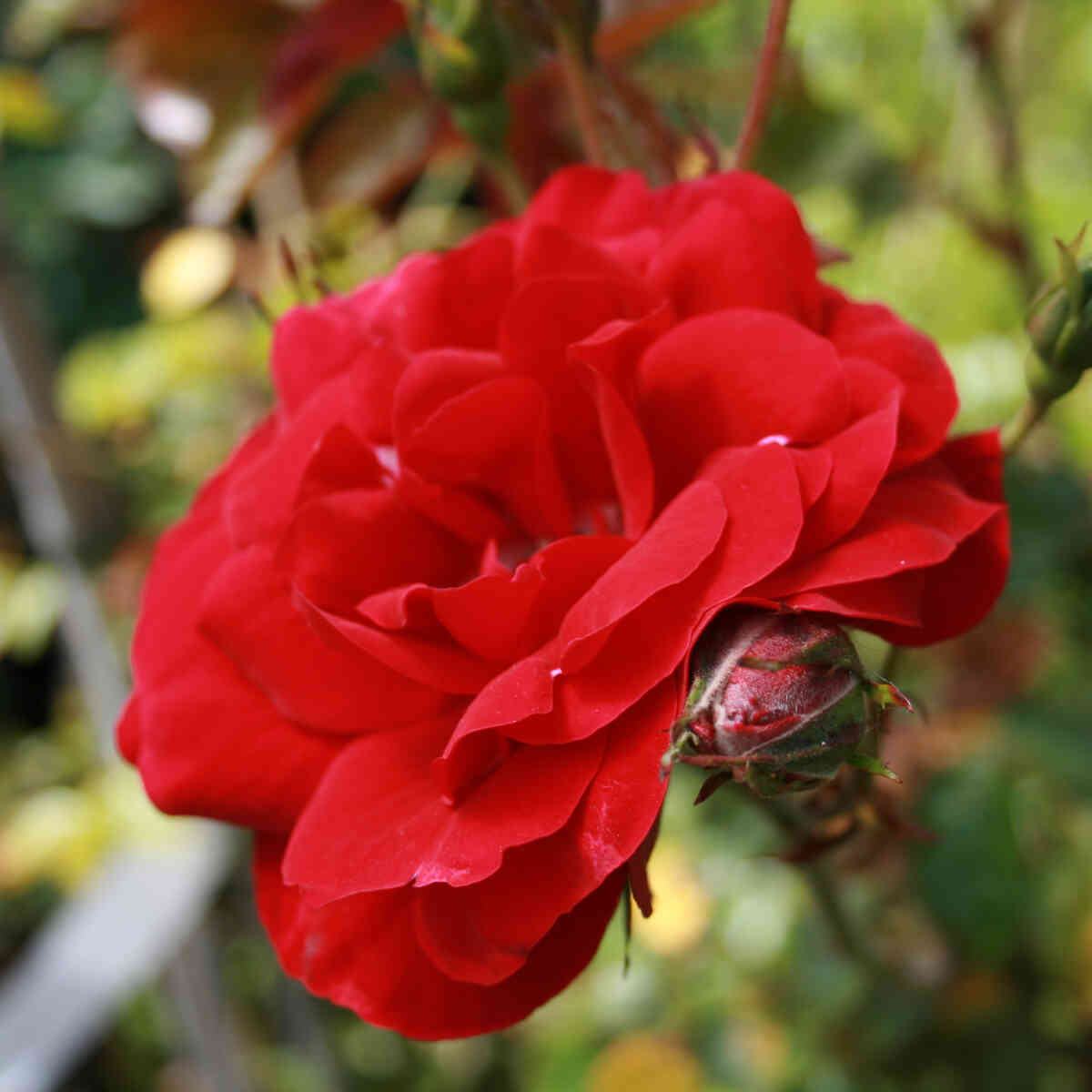 Climbing rose 'Amadeus'