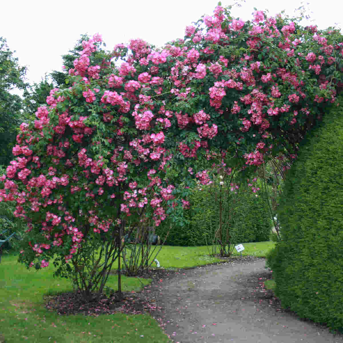 Climbing rose 'American Pillar'