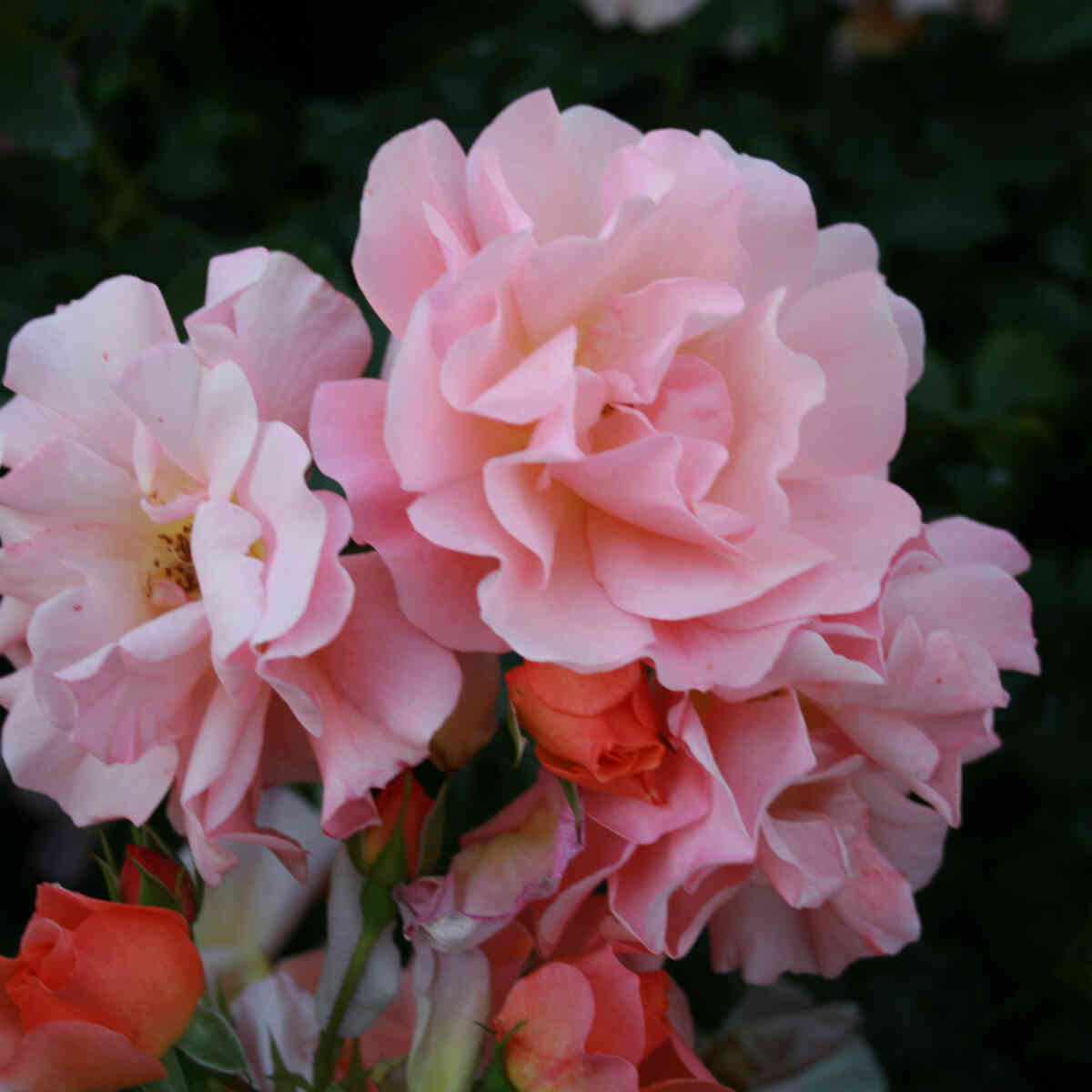 Rose 'Apricot'