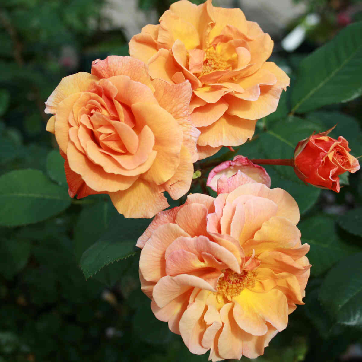 Rose 'Arabia'